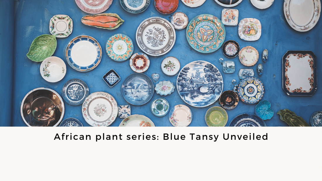 Blue Tansy Unveiled